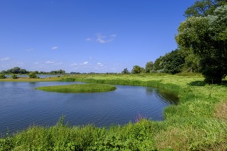 Reed edge on the Elbe near Havelberg, Saxony-Anhalt, Germany