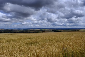Cornfields, near Elz Castle, Rhineland-Palatinate, Germany