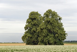 Deciduous trees, lime tree (Tilia) in a field with potato plants (Solanum tuberosum) at flowering