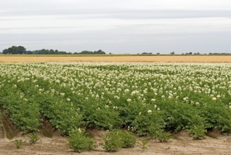 Field with potato plants (Solanum tuberosum) at flowering time, North Rhine-Westphalia, Germany