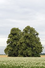 Deciduous trees, lime tree (Tilia) in a field with potato plants (Solanum tuberosum) at flowering