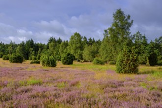 Ellerndorfer Heide, broom heather blossom, Südheide, Lüneburg Heath, near Eimke, Lower Saxony,
