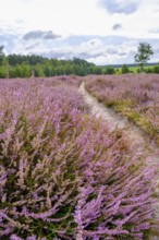 Ellerndorfer Heide, broom heather blossom, Südheide, Lüneburg Heath, near Eimke, Lower Saxony,