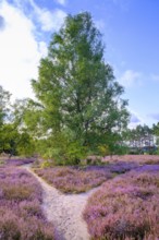 Heath on Wietzer Berg, broom heather blossom, Südheide, Lüneburg Heath, near Faßberg, Lower Saxony,
