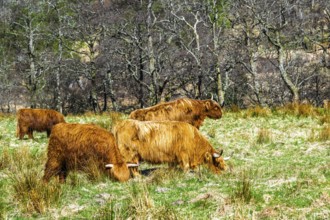 Highland Cattle, Scottish breed of rustic cattle, Highland, Scotland, UK