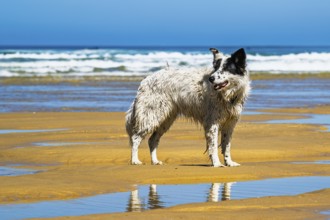 Dog on Contis beach, Saint Julien en Born, Saint-Julien-en-Born, Landes, France