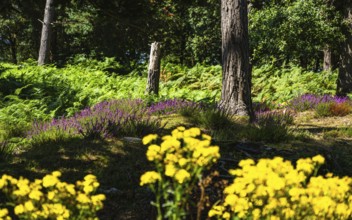 Heather on Brownsea Island, Poole, Dorset, England, United Kingdom