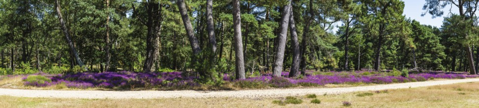 Panorama of Heather on Brownsea Island, Poole, Dorset, England, United Kingdom
