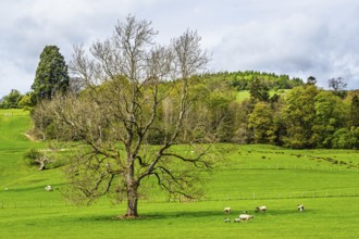 Farms, Ullswater Lake, Lake District National Park, Cumbria, England, United Kingdom