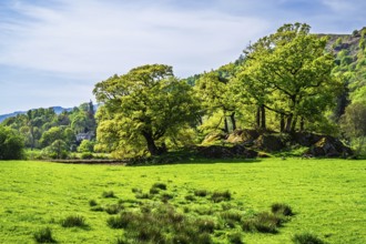 Old Oaks over Holy Trinity Church, Bog Lane, Brathay village, Lake District, Cumbria, England,