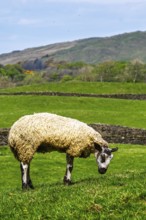 Sheep and farm in Lake District National Park, Coniston Water, Cumbria, England, United Kingdom