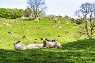 Sheep and farm in Lake District National Park, Coniston Water, Cumbria, England, United Kingdom
