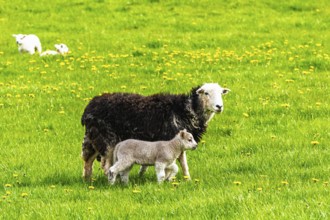 Sheeps, Pooley Bridge, Ullswater Lake, Lake District National Park, Cumbria, England, United