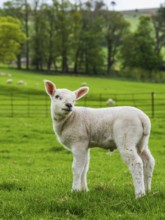Sheeps, Pooley Bridge, Ullswater Lake, Lake District National Park, Cumbria, England, United