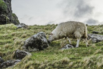 Sheeps on farms over Neist Point Lighthouse, Isle of Skye, Scotland, UK