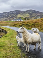 Sheep and farms on Isle of Sky, Scotland, UK