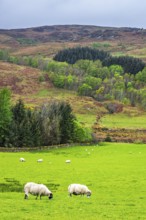 Sheeps on farms in West Highlands Farms, Scotland, UK