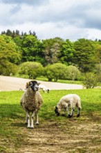Sheeps on farms over Ullswater Lake, Lake District National Park, Cumbria, England, United Kingdom