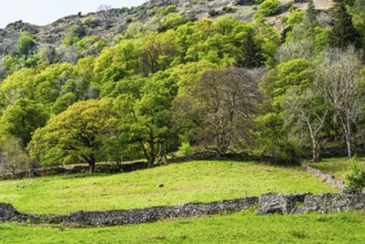 Rydal Water, Rydal, Ambleside, Lake District, Westmorland, Cumbria, England, United Kingdom
