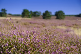 Broom heather blossom, Nemitzer Heide, Wendland-Elbe nature park Park, Lower Saxony, Germany