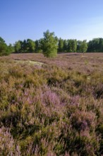 Broom heather blossom, Nemitzer Heide, Wendland-Elbe nature park Park, Lower Saxony, Germany