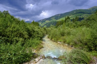 Fischleinbach in Val Fiscalina, Bad moss near Sesto, Dolomites, Val Pusteria, South Tyrol, Italy