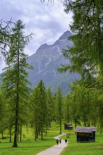 Val Fiscalina, Bad moss near Sesto, Dolomites, Val Pusteria, South Tyrol, Italy