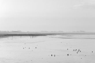 North Sea, cloudy winter day, Wadden Sea at low tide, birds foraging, Norddeich, Lower Saxony,