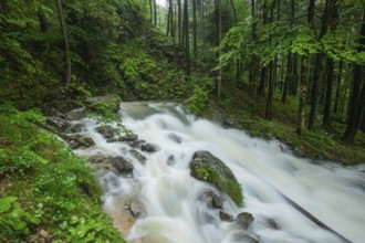 Roaring Weissbach with the waterhole. The Weissbach spring after heavy rain near Inzell in the Alps