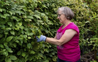 Elderly woman gardening, cutting, trimming hedge, wearing gloves, Stuttgart, Baden-Württemberg,