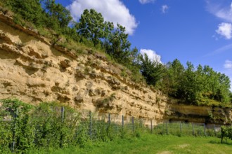 Weinheimer Trift natural monument, near Alzey, Rhine-Hesse region, Rhineland-Palatinate, Germany
