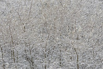 Winter day, onset of winter, snow lies on the bushes in the dune landscape of Norddeich, North Sea,