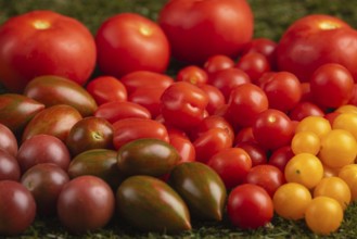 Different varieties of tomatoes in red and yellow on green grass
