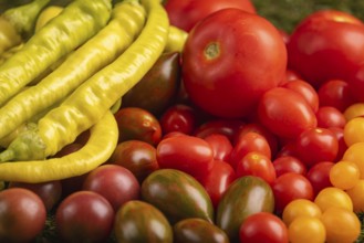 Colourful mix of fresh tomatoes and peppers on grass
