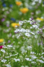 Summer gypsophila (Gypsophila elegans), Münsterland, North Rhine-Westphalia, Germany