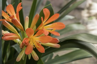 Clivia (Clivia miniata), flower, Montenegro