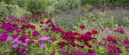 Flower bed with bearded carnations (Dianthus barbatus), North Rhine-Westphalia, Germany