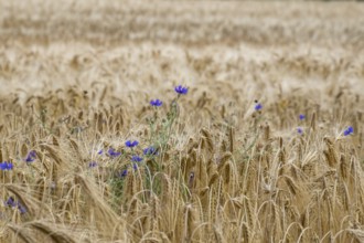 Cereal field with cornflowers, Münsterland, North Rhine-Westphalia, Germany
