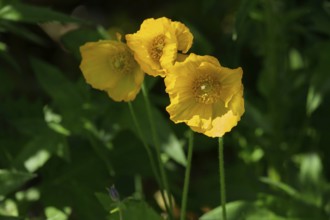 Yellow poppy, Iceland poppy (Papaver nudicaule), North Rhine-Westphalia, Germany