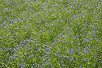 Flax field, blue flax, seed flax, common flax, flax (Linum usitatissimum), Province of Groningen,