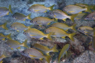 Grey-yellow fish, bastard grunts (Pomadasys incisus), move as a school over the rocky seabed. Dive