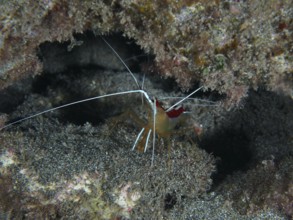 Atlantic white-banded cleaner shrimp (Lysmata grabhami) with long antennae well camouflaged between