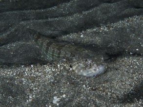 Atlantic lizardfish (Synodus saurus) camouflages itself perfectly against the grey sandy substrate