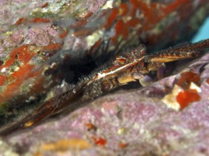 Algae-eating crab (Percnon gibbesi) cleverly hides between colourful rocks in a crevice. Dive site
