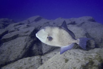 Single Atlantic triggerfish (Balistes capriscus) (Balistes carolinensis) swimming over rocky ground