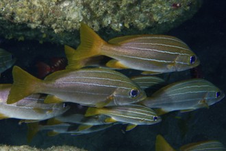Grunts, eight-striped grunts (Parapristipoma octolineatum) with yellow accents swim in a dark