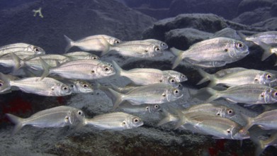 Silver fish, the arbour bream (Pagellus acarne), swim in a dense shoal through the blue water. Dive