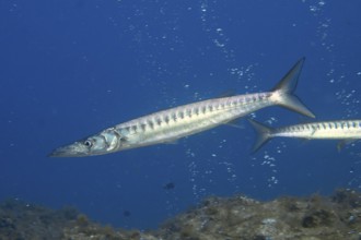 Elongated fish, barracuda (Sphyraena viridensis), move quickly through the blue water. Dive site