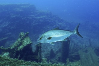 Eye-stripe amberjack (Seriola rivoliana) swims elegantly over the ruins of a sunken shipwreck. Dive