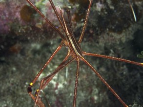 Close-up of a slender spider crab, eastern Atlantic arrow crab (Stenorhynchus lanceolatus), in an